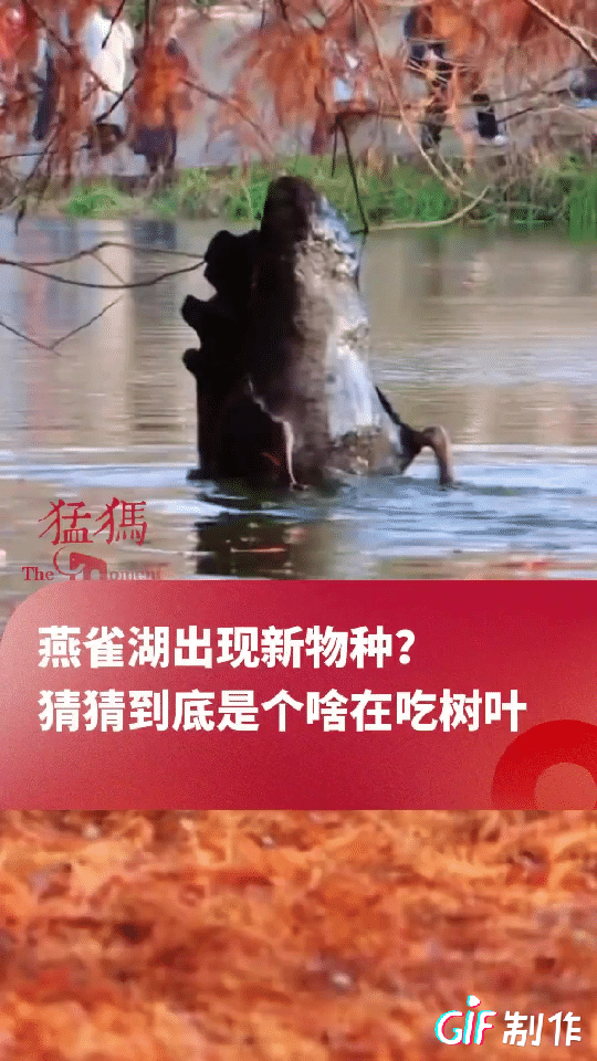 万万没想到！江苏一男子在燕雀湖游玩突然看到有一个长相奇怪的动物在湖中吃树叶，他好