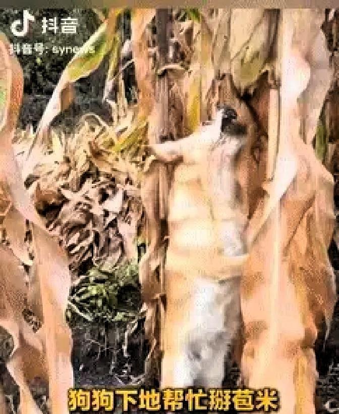 这是成精了？黑龙江，一女子去地里摘玉米，觉得光自己一人有些无聊，就把家里的狗子给
