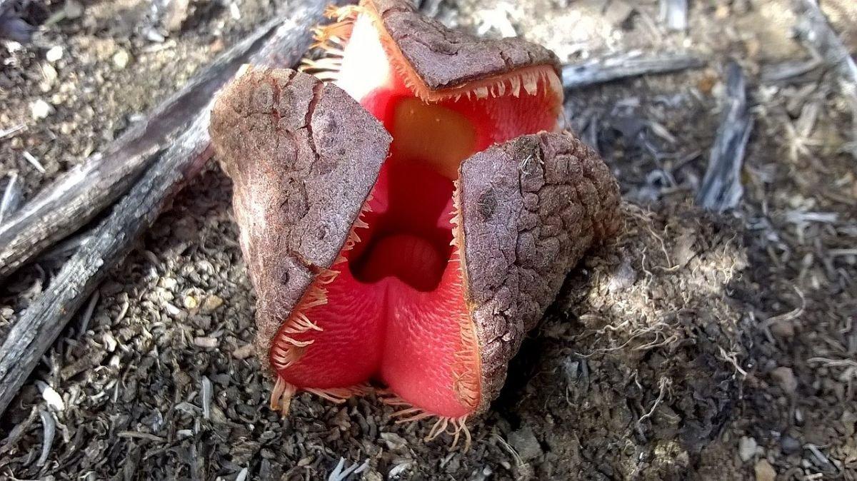 非洲九九花（Hydnoraafricana）作为地球上最奇特的生物之一，这种
