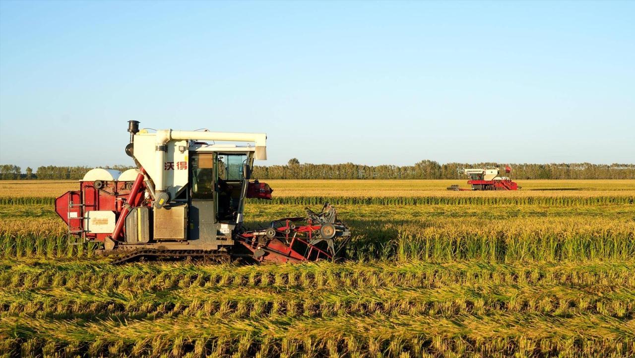 上海种地第一名！中国最会种地的城市，为啥是上海？ 上海的耕地面积并不大，