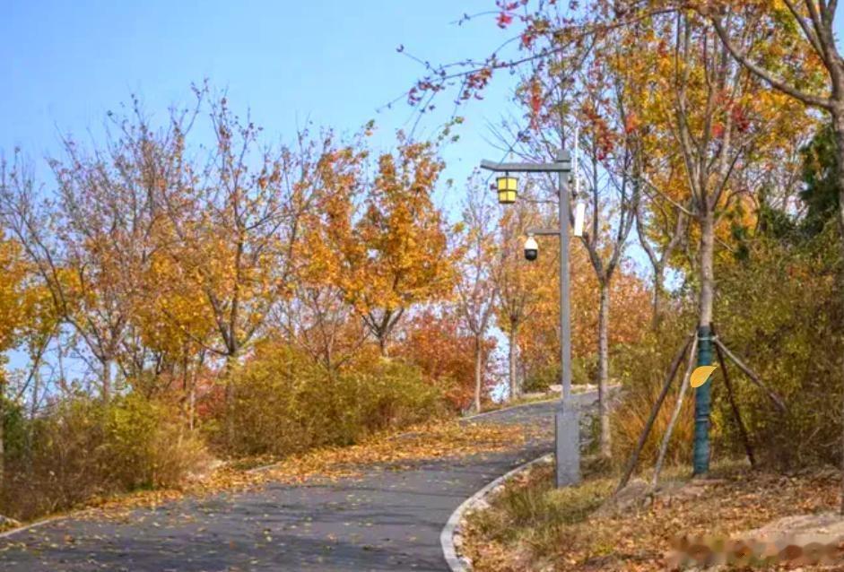 赴一场京城秋日之约🍂走进南苑森林湿地公园，满目皆是秋日独有的绚烂。金黄的树叶层