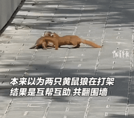 “太有灵性了！”北京一女子逛街偶遇2只黄鼠狼，紧紧抱在一起翻滚，起初她以为它们在