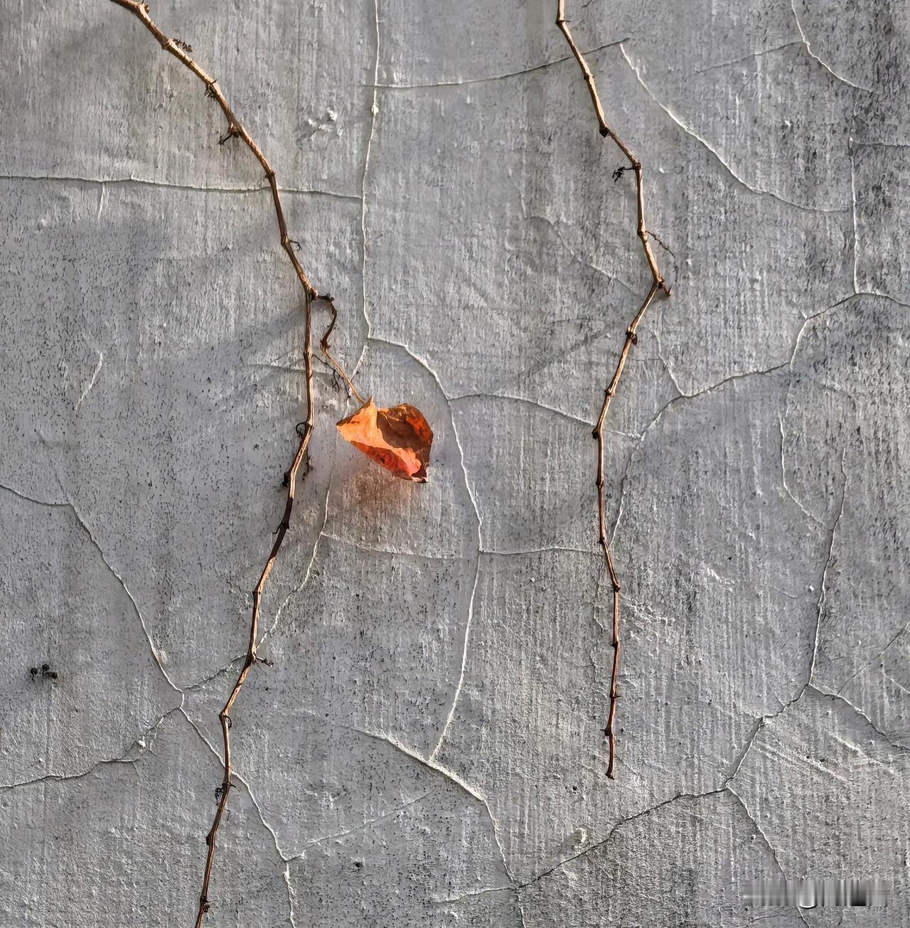 没想到的事，第三代已经被断了亲！昨天姨家大表姐老两口来看望父亲，聊天中得知她