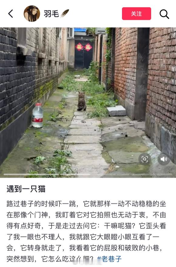 “我见证过这条巷子从鼎盛到衰落，人类渐渐从这里离开，但从来没有回来过，孩子，你是
