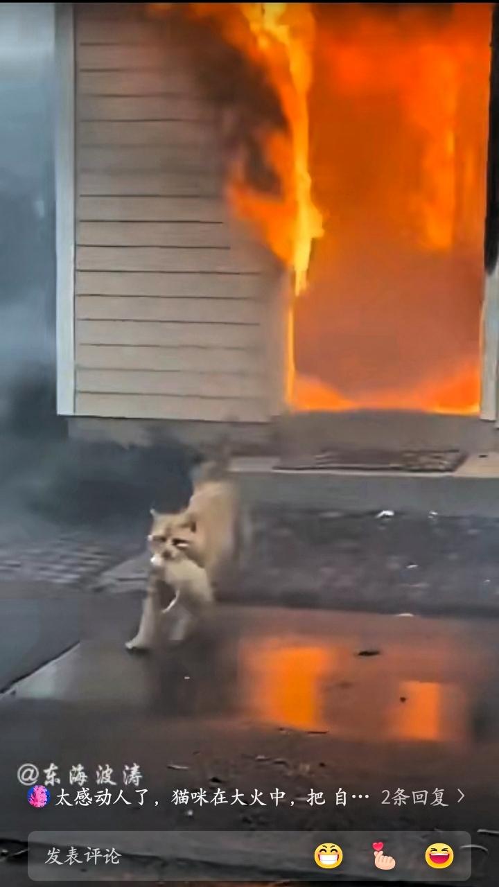 浓烟滚滚中，就看那橘猫一遍一遍冲进火场，不顾自己的安危救出自己的孩子！高温让