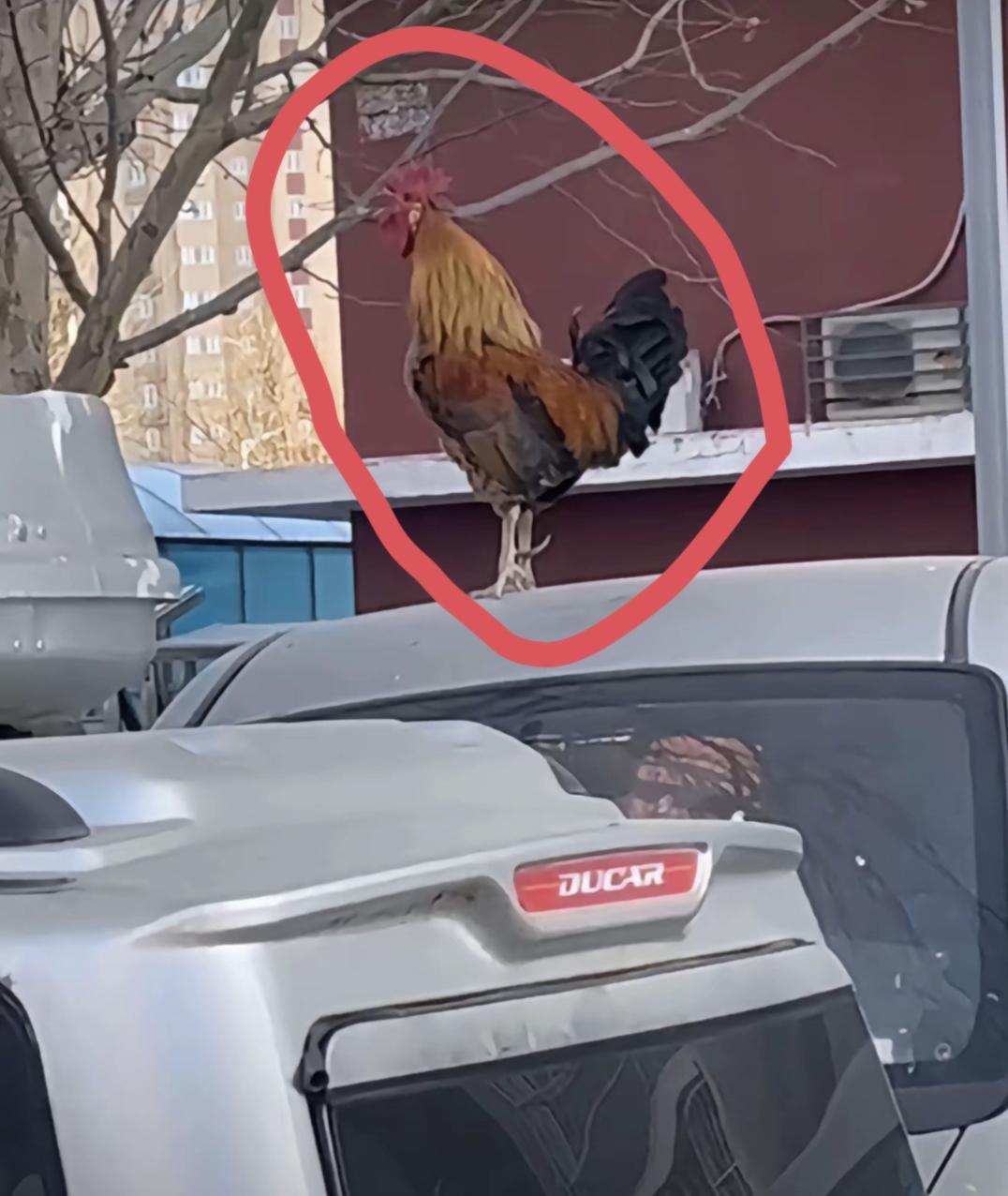 北京通州，次渠嘉园小区，就是这只大公鸡，让鸡主人日夜拿大喇叭为它找“凶手”！大公