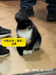 “太通人性了！”山东，博主的爷爷养了只小猫，平时见人就躲，连一家里人都没听过它