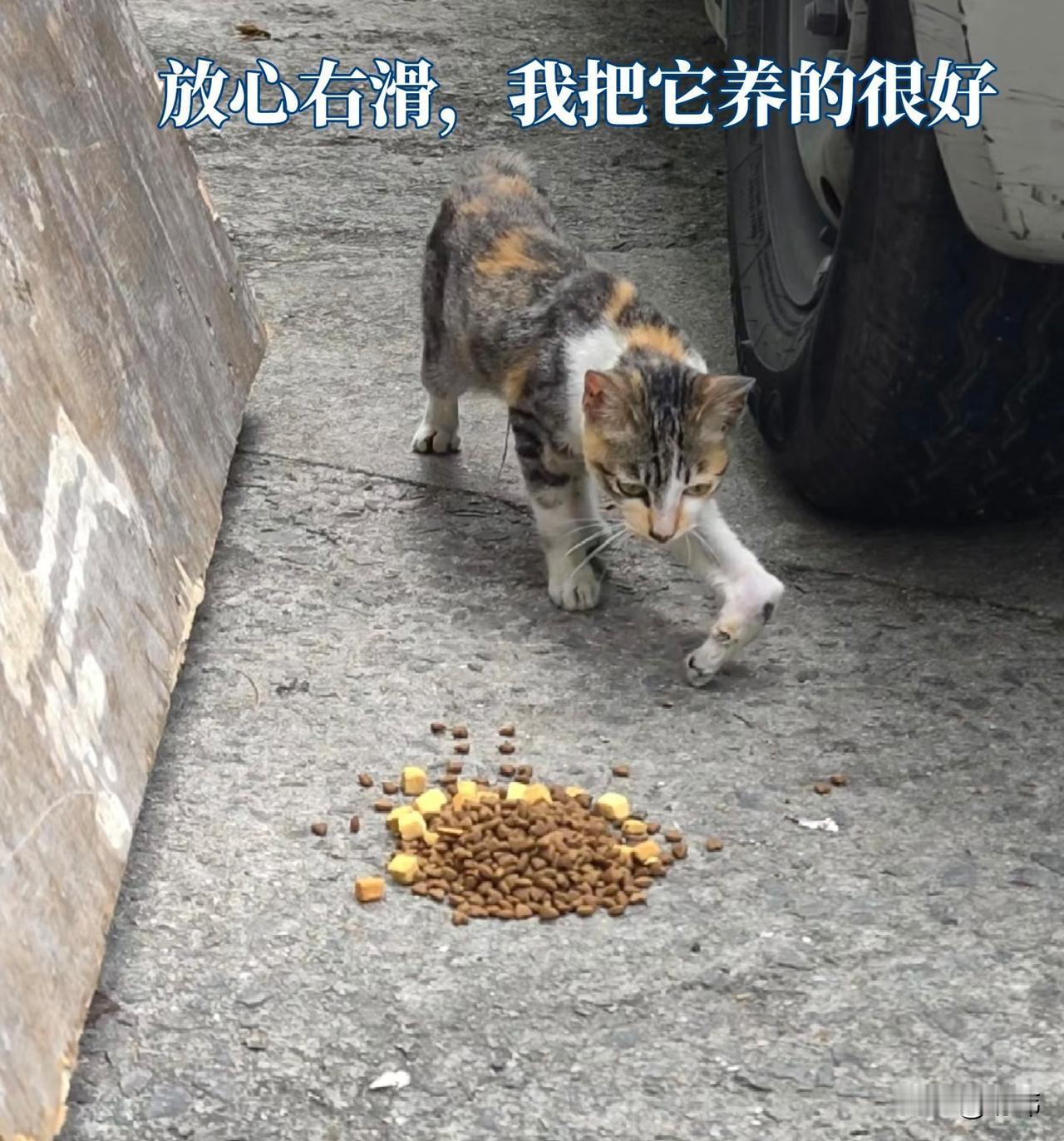 这天，一位小哥哥去办事，就把车停在附近的路边，等他办完事去开车的时候却看到了一只