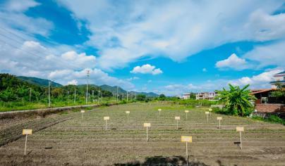 犹记去年秋季红薯丰收、滋味香甜，今年的红薯种植季在期盼中已悄然而至。瑞众保险在河