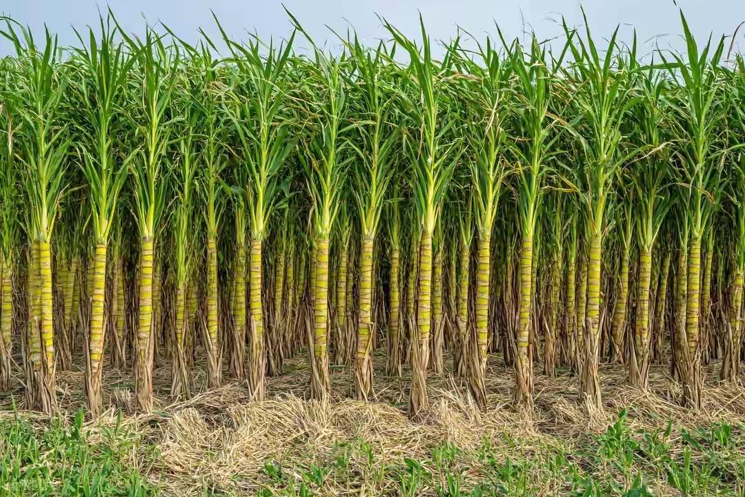 夫妻俩神操作！真人版“偷甘蔗”火爆出圈夫妻俩刷到江浙游客“偷甘蔗”视频，那欢