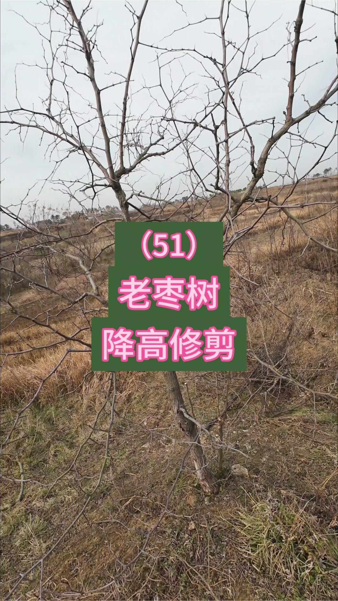 上部落头修剪后，下部要多留结果枝轻剪，老弱枝及时回缩，留4个主枝。等下部萌出新枝
