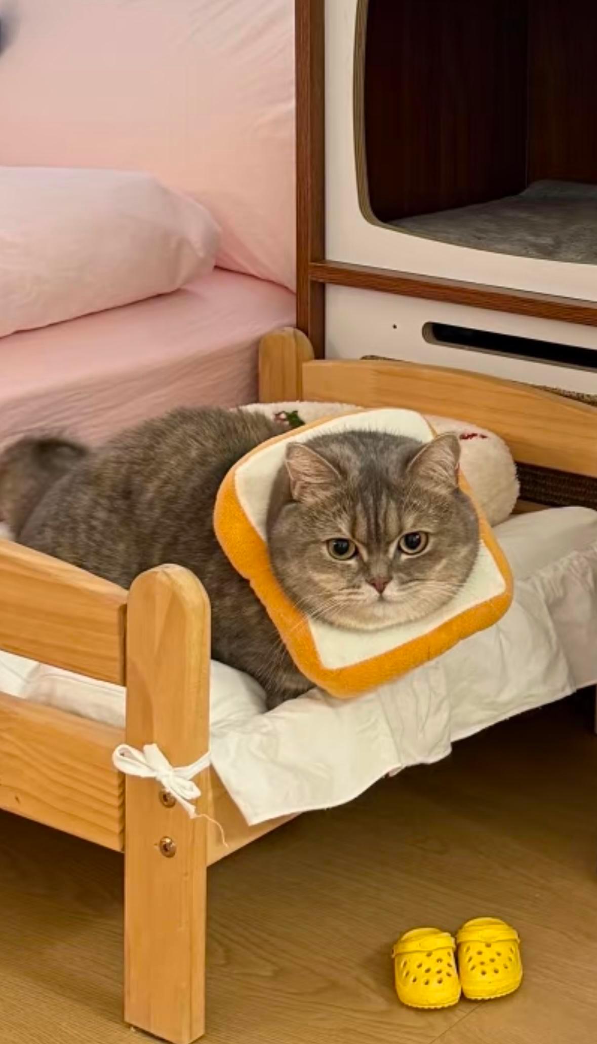 13斤狸花猫，一屁股坐碎猫界修罗场。奶牛橘猫打得毛飞，它往中间一横，两边秒变鹌