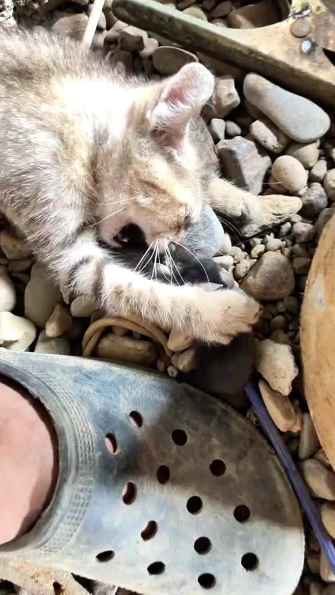 这老鼠厉害嘞