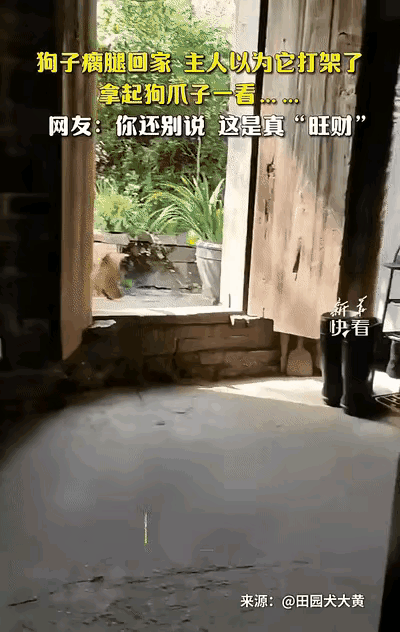 家人们谁懂这份天降惊喜！小狗一瘸一拐走回家，主人第一眼下意识判定，狗子在外和别的