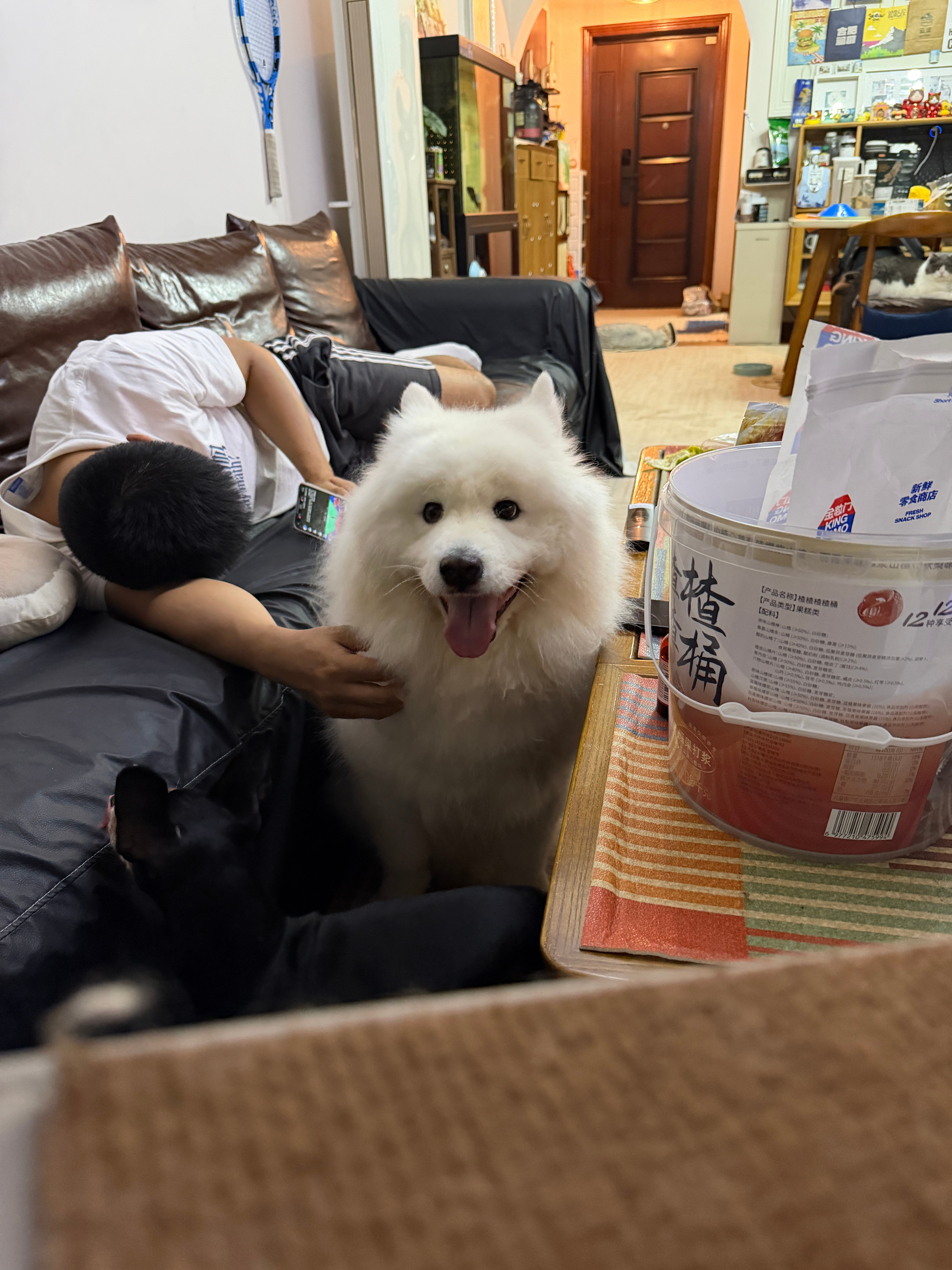 面对劳累一天的瓜娃子我们杨戬化身抚慰犬!真懂事呢​​​