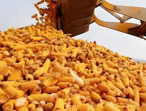 谁能想到，号称全球粮仓的美国，居然闹起了“化肥荒”。眼看春耕就到，美农们急得