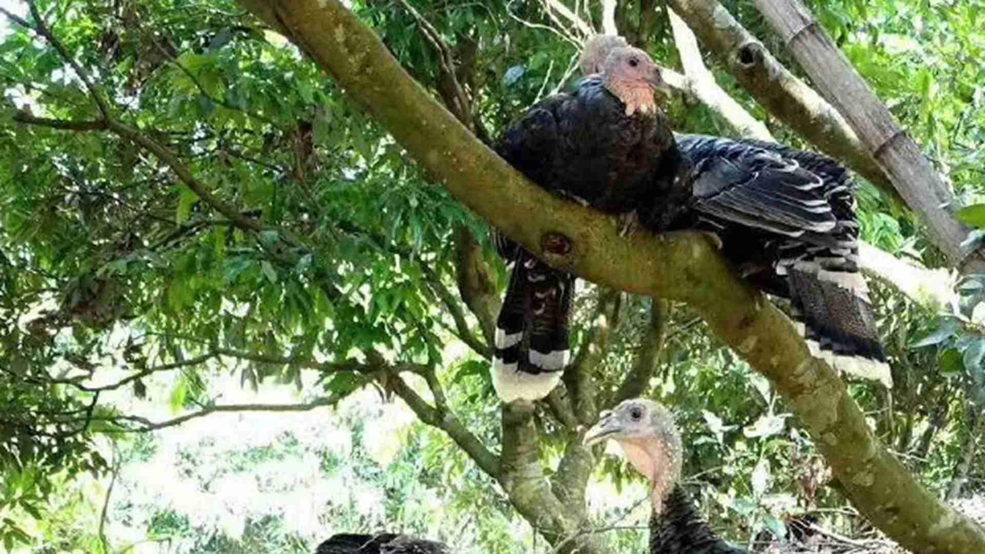 火鸡基因优选法, 抗病品系培育, 生物实验室成果, 医疗支出降4.5成