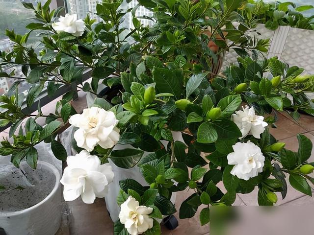 家人们谁懂啊！最近好多人买花第一件事就换盆，结果刚拿回家的花没几天就掉苞黄叶，直