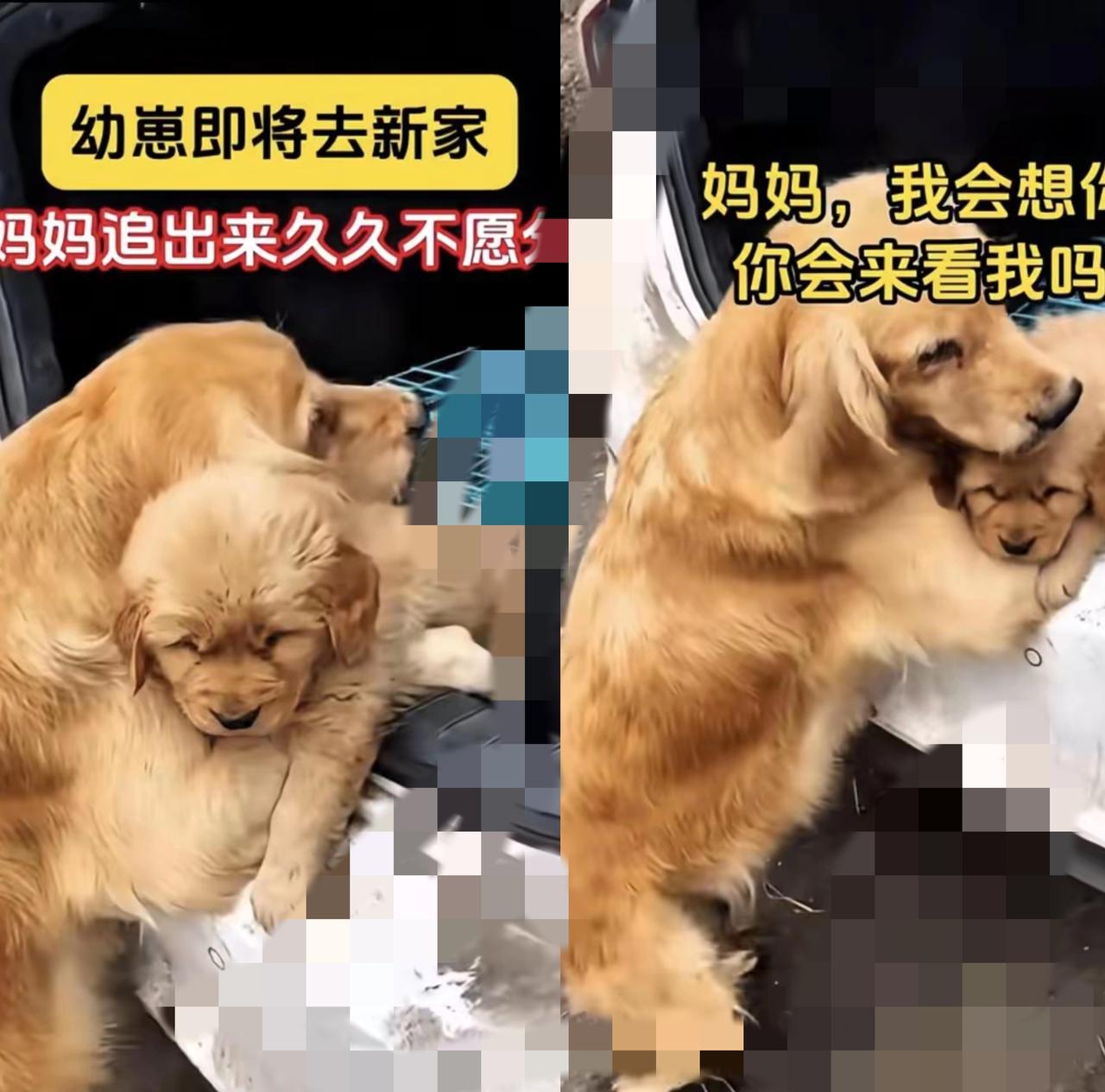 看哭了！金毛妈妈扒着车窗抱娃的瞬间，戳中了多少人的心谁懂啊！刷到这幕直接破