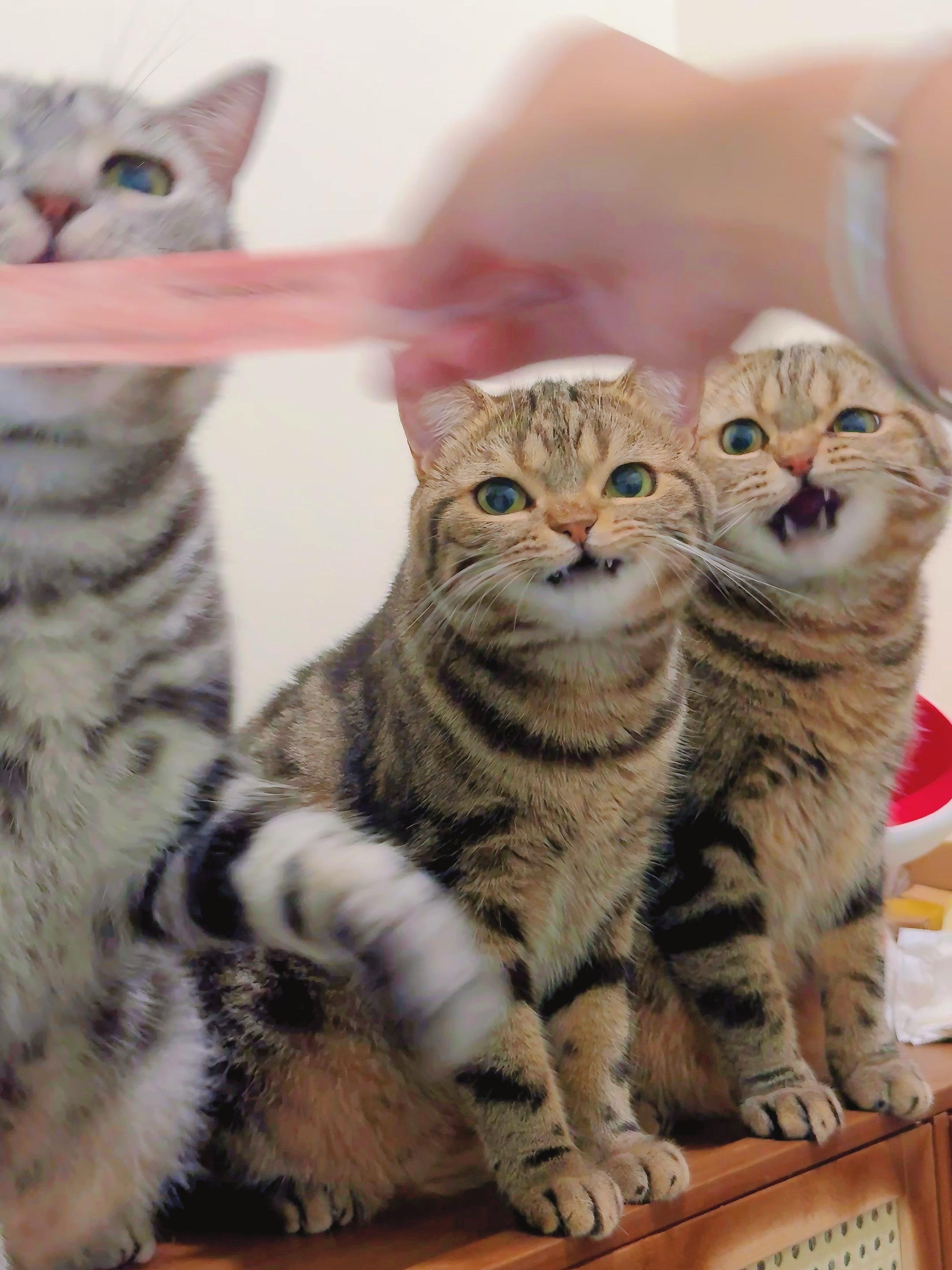 其实猫猫我超级温柔。真的