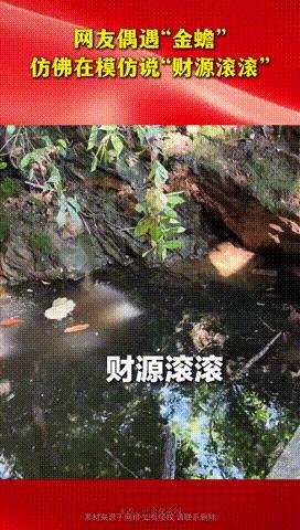 “原来传说都是真的！”山东，一女子游玩期间，突然看见了趴在石头上的“金蟾”，于是