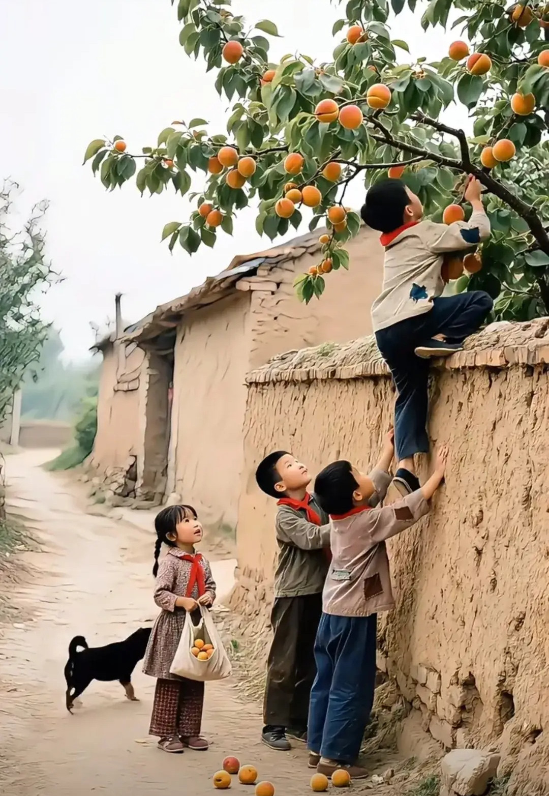 小时候，村里麦场边上有一棵很粗的杏树，杏子成熟时，果子有小伙伴们的拳头一般大，那酸爽软甜的味道，如今