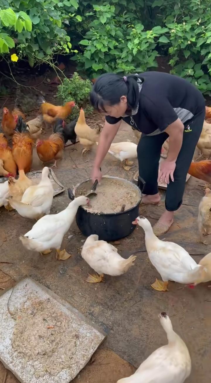 全红婵爸妈喂鸡鸭的日常，满屏都是岁月静好的治愈感，原来最珍贵的幸福，都藏在这人间