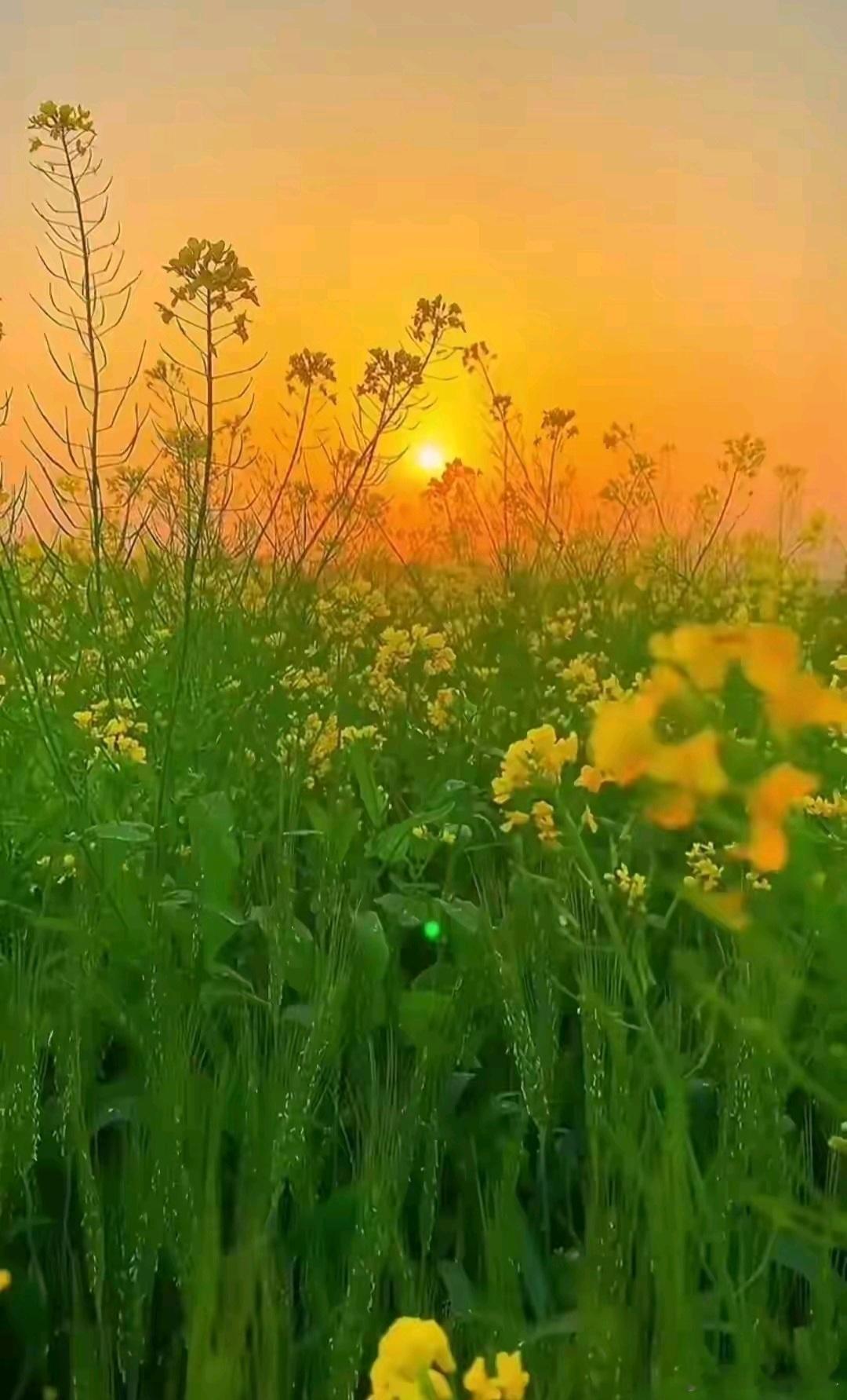 中医“以阳为养、以心为根”的养生智慧不谋而合，读来既治愈又有底气～中医认为，“阳