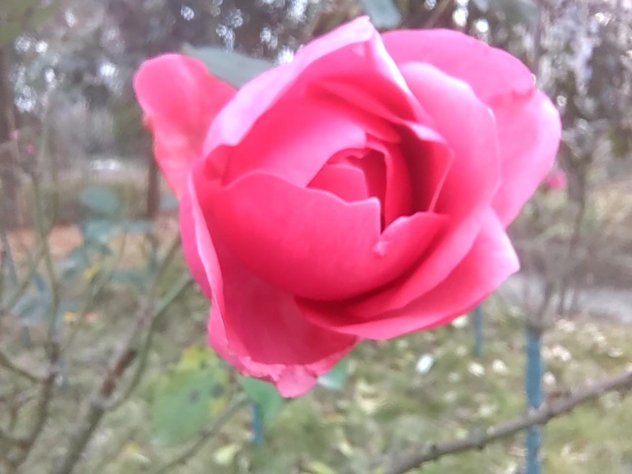 行走乡间的田野，冬天天气很寒冷。花草枯萎树枝秃满目荒凉之感觉在这寒冷之季