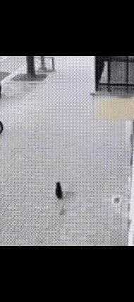 小区的一只大橘猫经常被女子投喂，它每天早晨都会早早的等在女子居住的楼下，等着女子