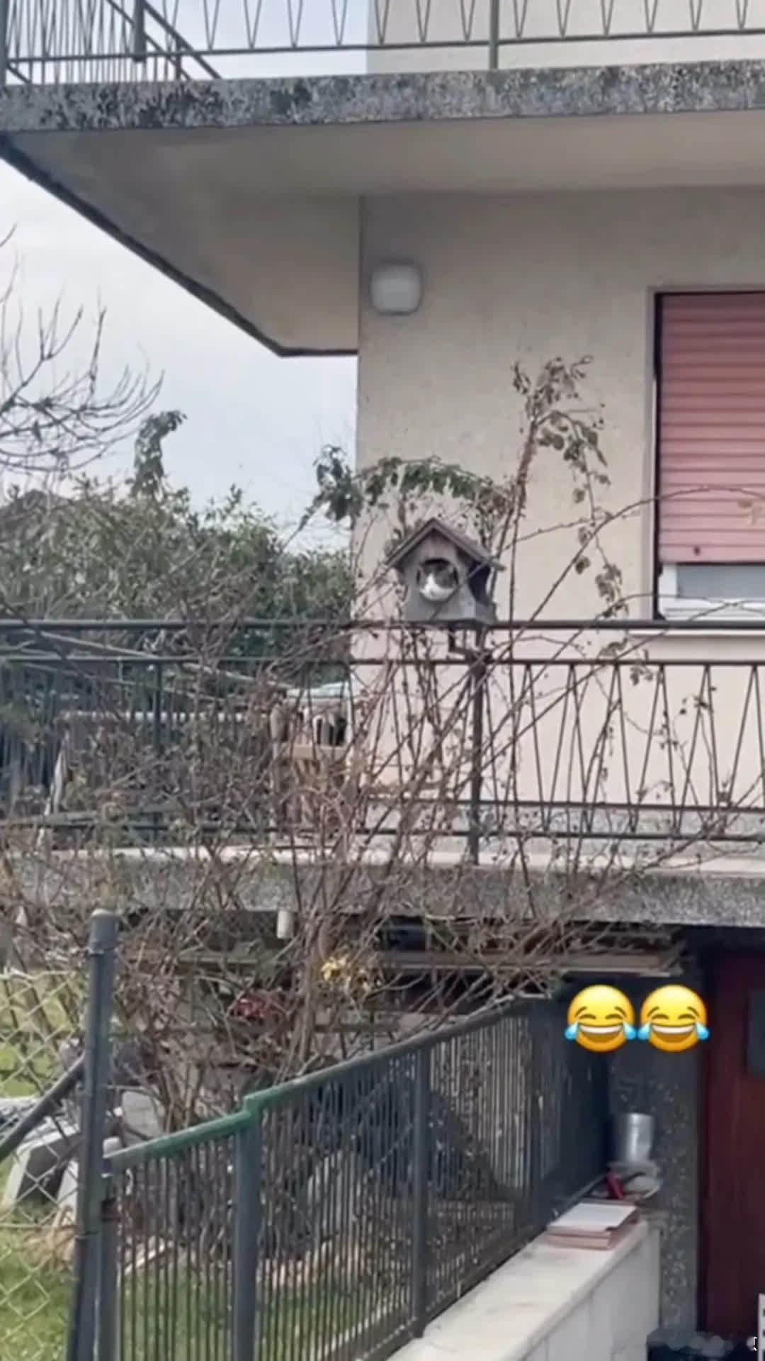 猫头鹰也是鸟萌宠宠物