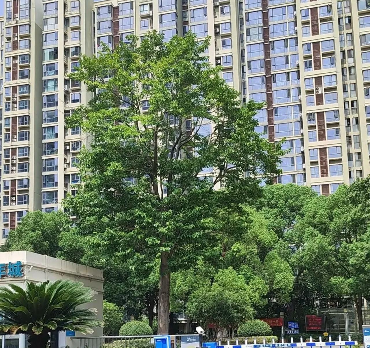 南京江宁房价跌太快了有朋友吐槽南京江宁东渡国际青年城。这