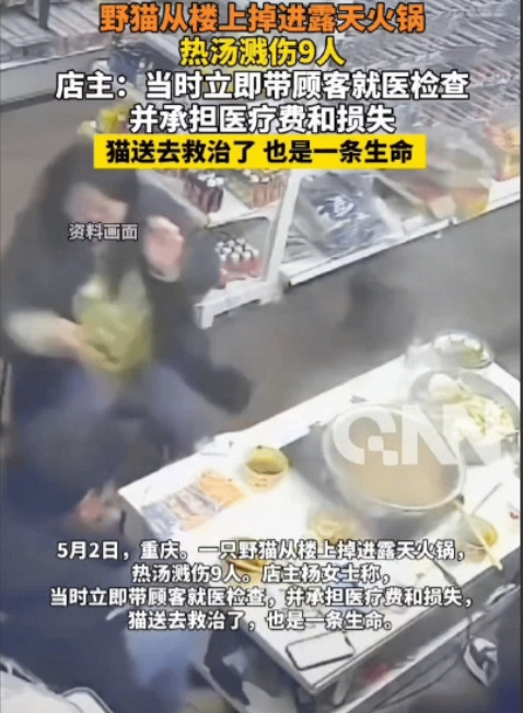 “活该她赚钱！”重庆，猫咪从天而降，掉入露天火锅，滚烫的火锅烫伤9名顾客，以为老