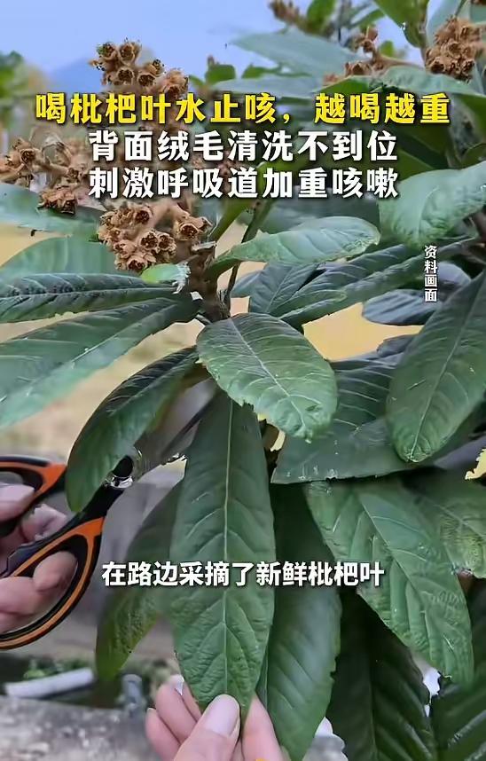 悲剧还是发生了！”5月31日报道，一男子因为反复干咳，在路边采摘了新鲜枇杷叶，简