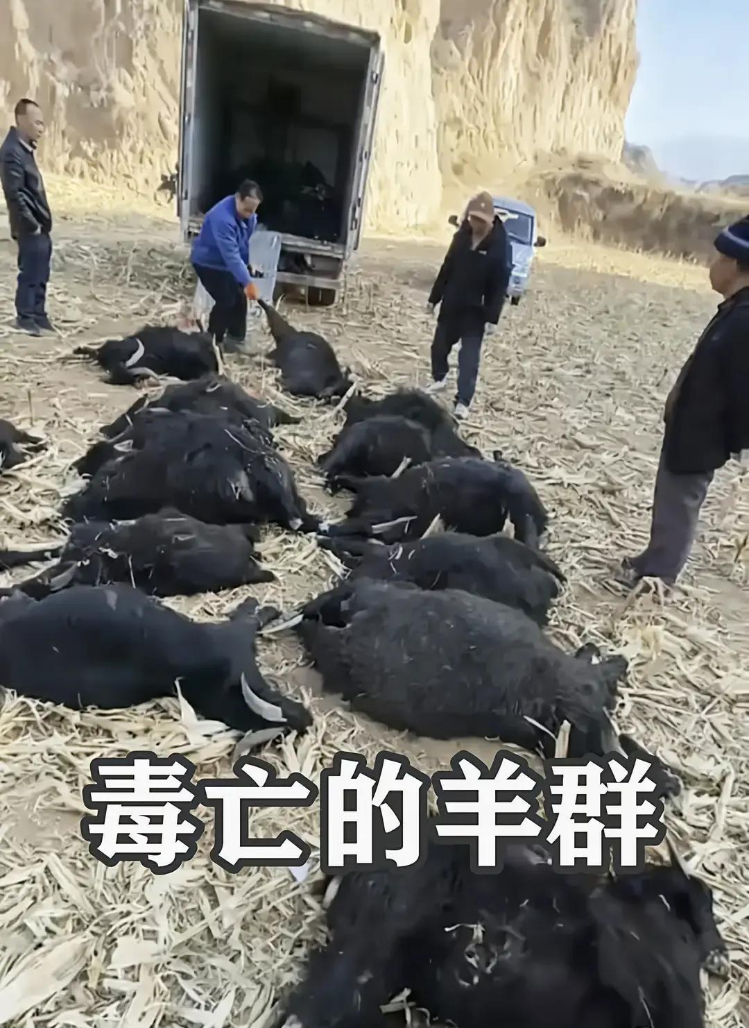 “活了大半辈子，从没这么绝望过！”4月30日报道，山西霍州，两位年过六旬的农村老