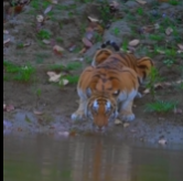 第一次知道了什么是虎背熊腰……