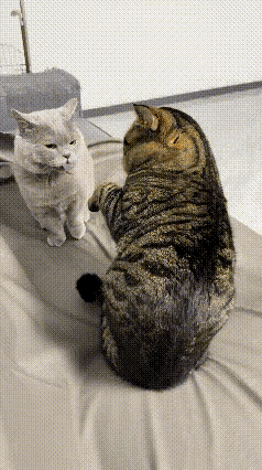 笑不活了！这狸花猫简直是猫届“霸道总裁”附体啊！明明只是轻轻一按头，却硬是按出了