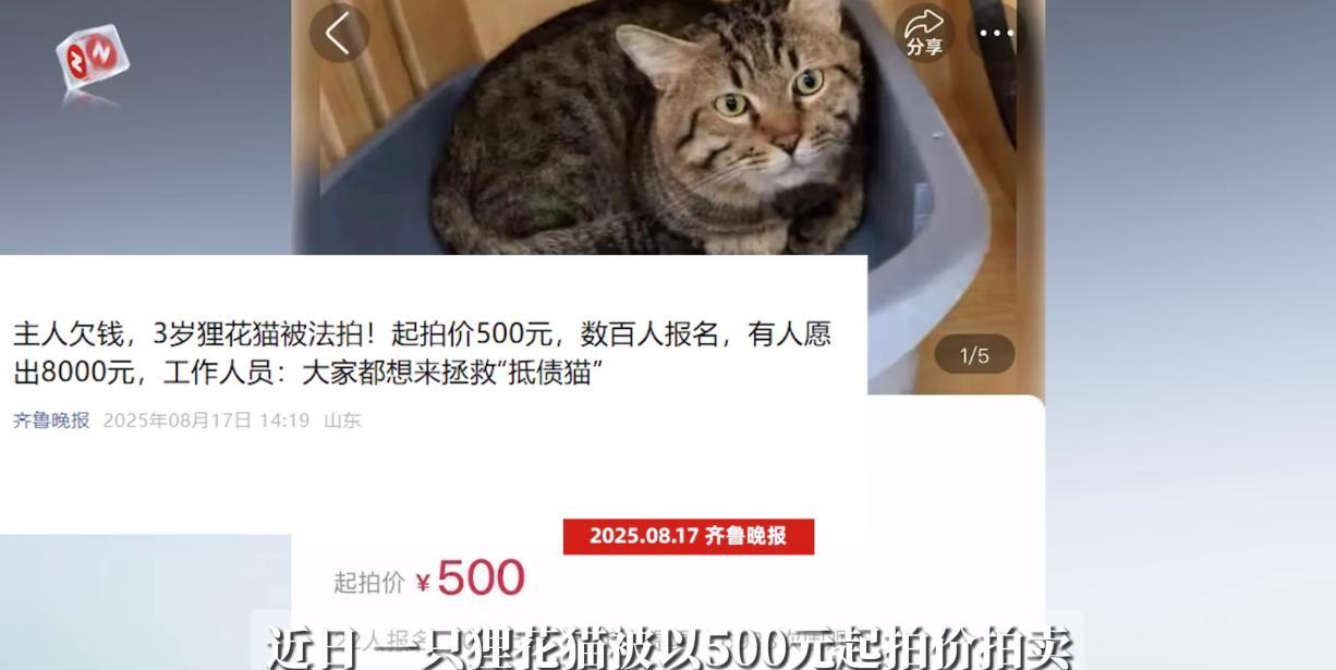 “活久见！”近日，江苏扬州，一只狸花猫因为主人欠下了外债，但是却没有能力还钱，于