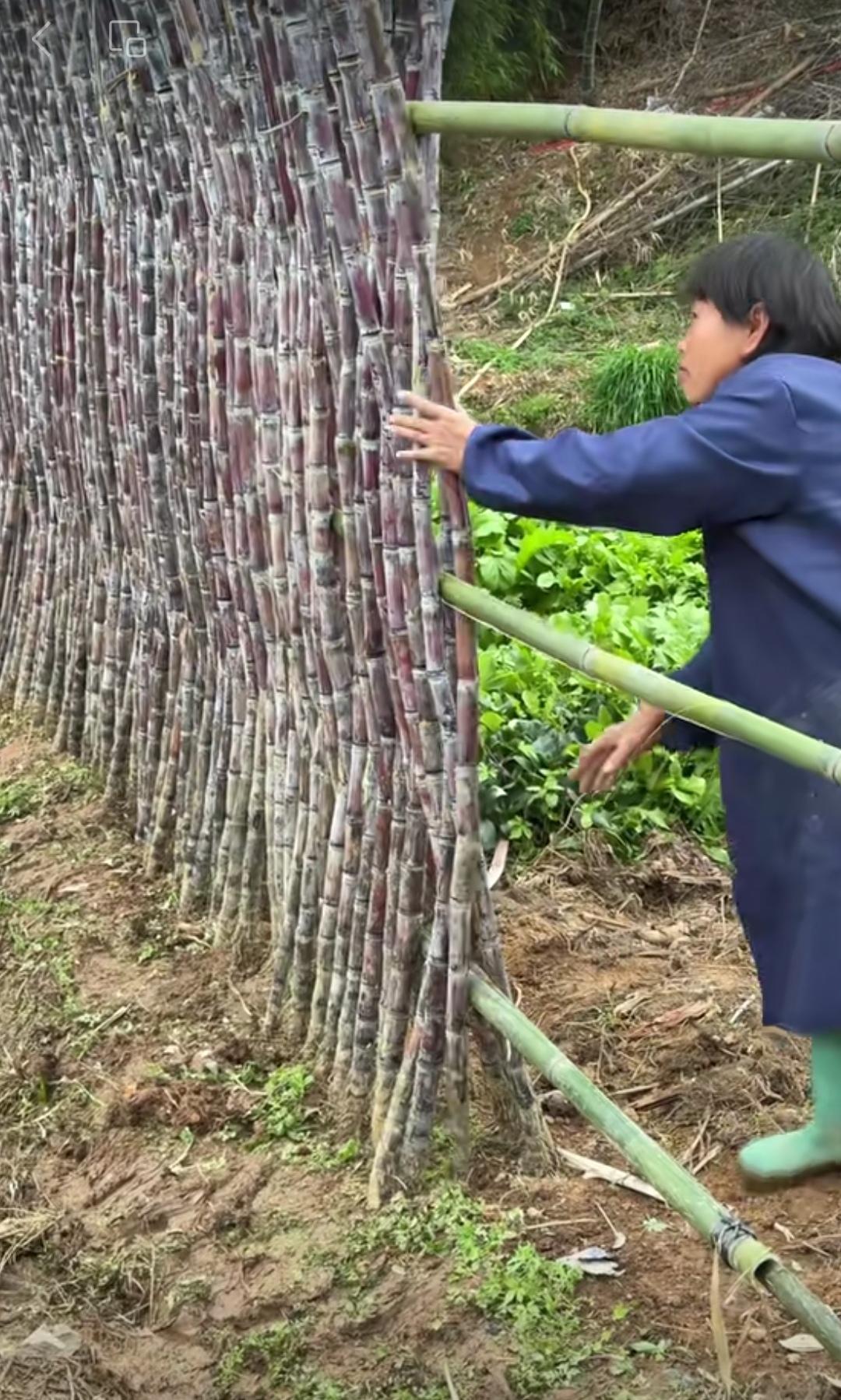 好好的甘蔗，竟被用来做菜园的篱笆，这岂不是在糟蹋自己的劳动果实？这么长的甘蔗，