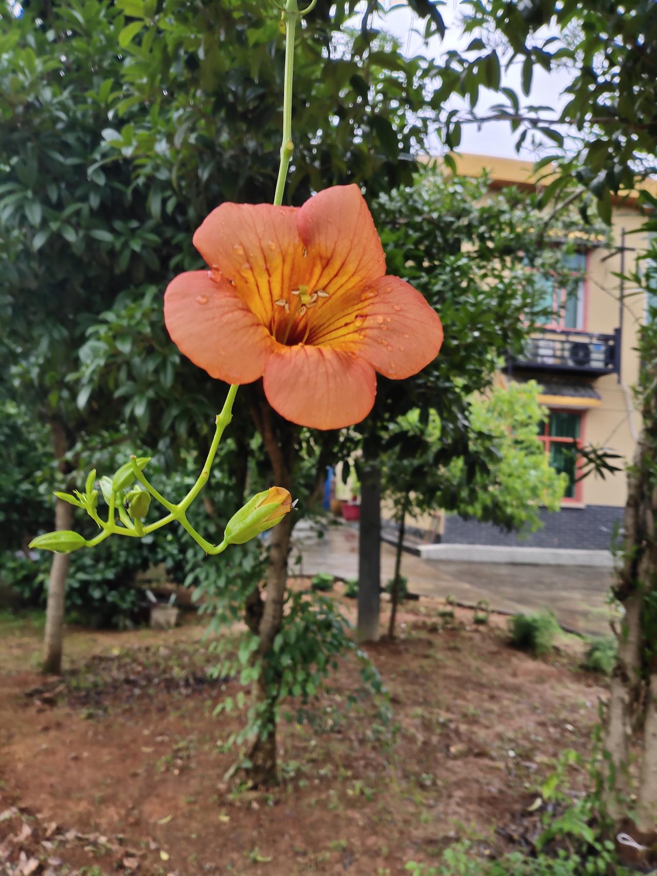 ，什么花都行门前的一棵桂花树上，缠绕着一根藤蔓，它尖绿色的叶子从密密层层的桂花树
