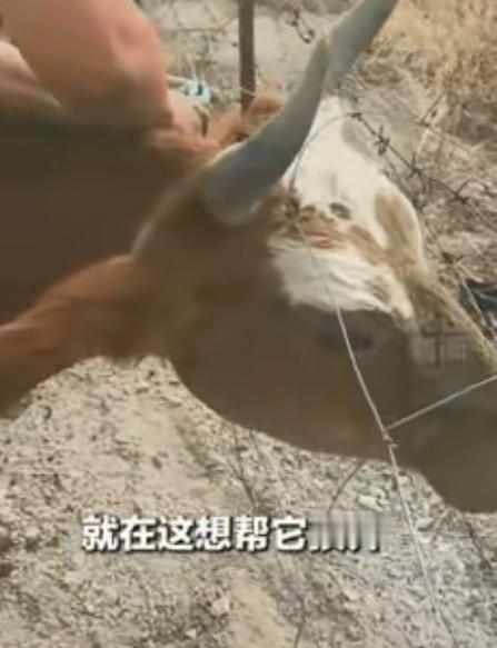上央视新闻了！新疆阿勒泰，一对开房车旅行的男女路过一片路边草地时，看到一头母牛和