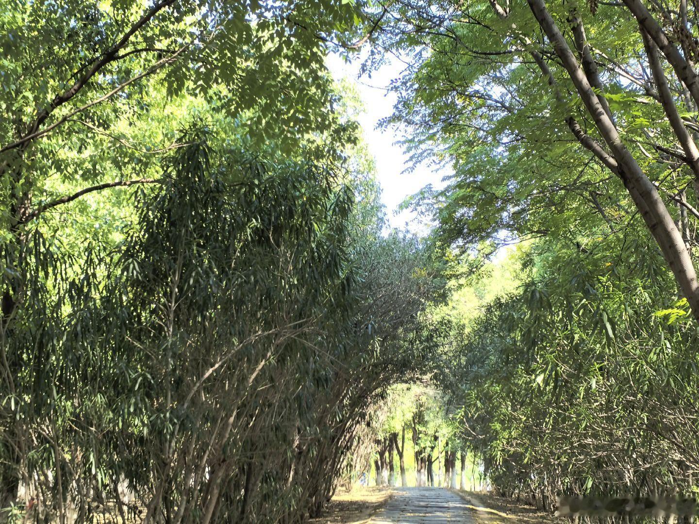 敬一丹大姐远去了，9月13号走的，人世间再也寻不到敬一丹大姐了，以前在电视上经常看到她的音容笑貌，侃