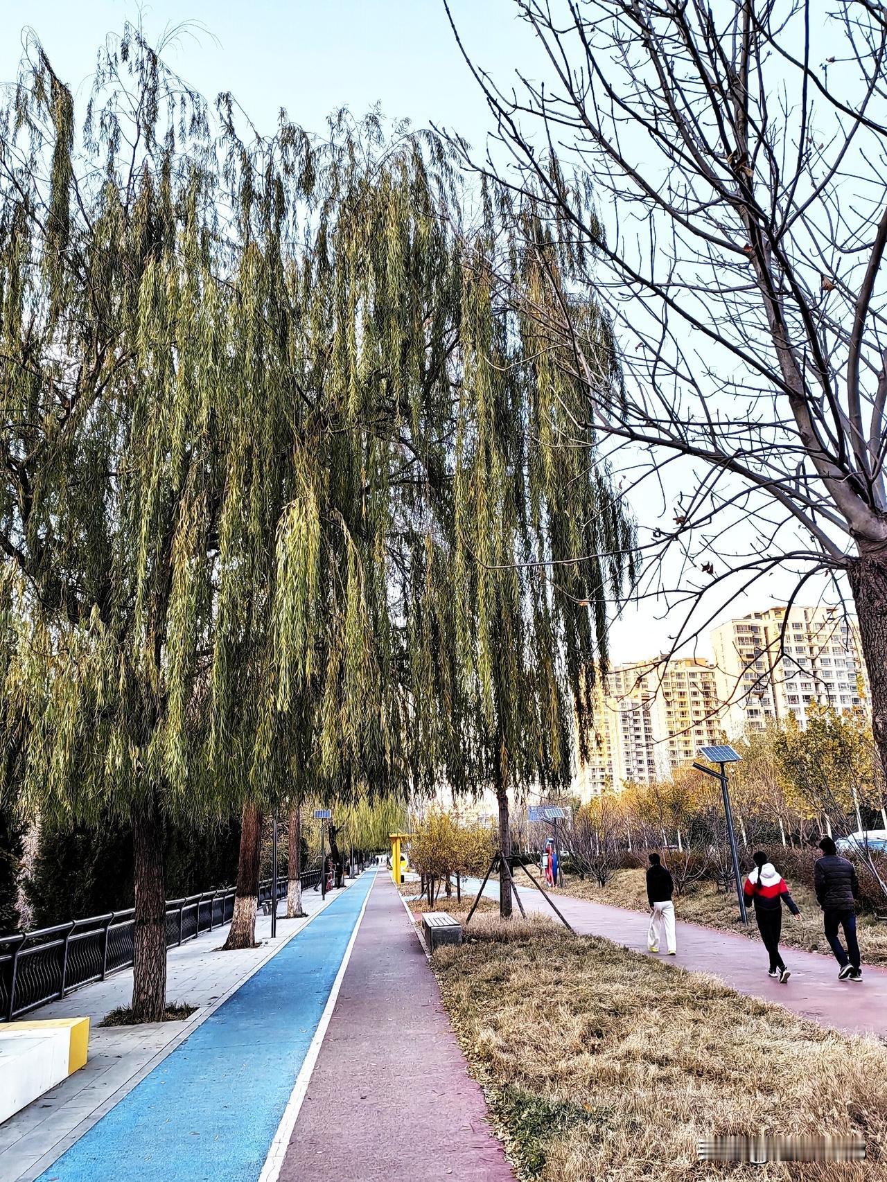 一年有四季春夏秋冬，四季轮回，冬去春天就到来了。我爱我的家乡石家庄，三月的石家