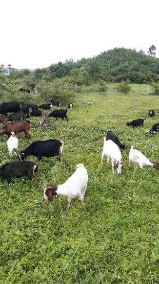 弟弟第四次求购婆婆家的羊，我直接回绝！丈夫不信邪去问，结果打脸来得太快昨晚