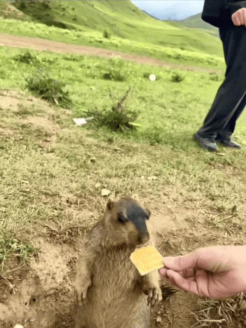 鼠：等我咽下去先，人类别急慢慢来