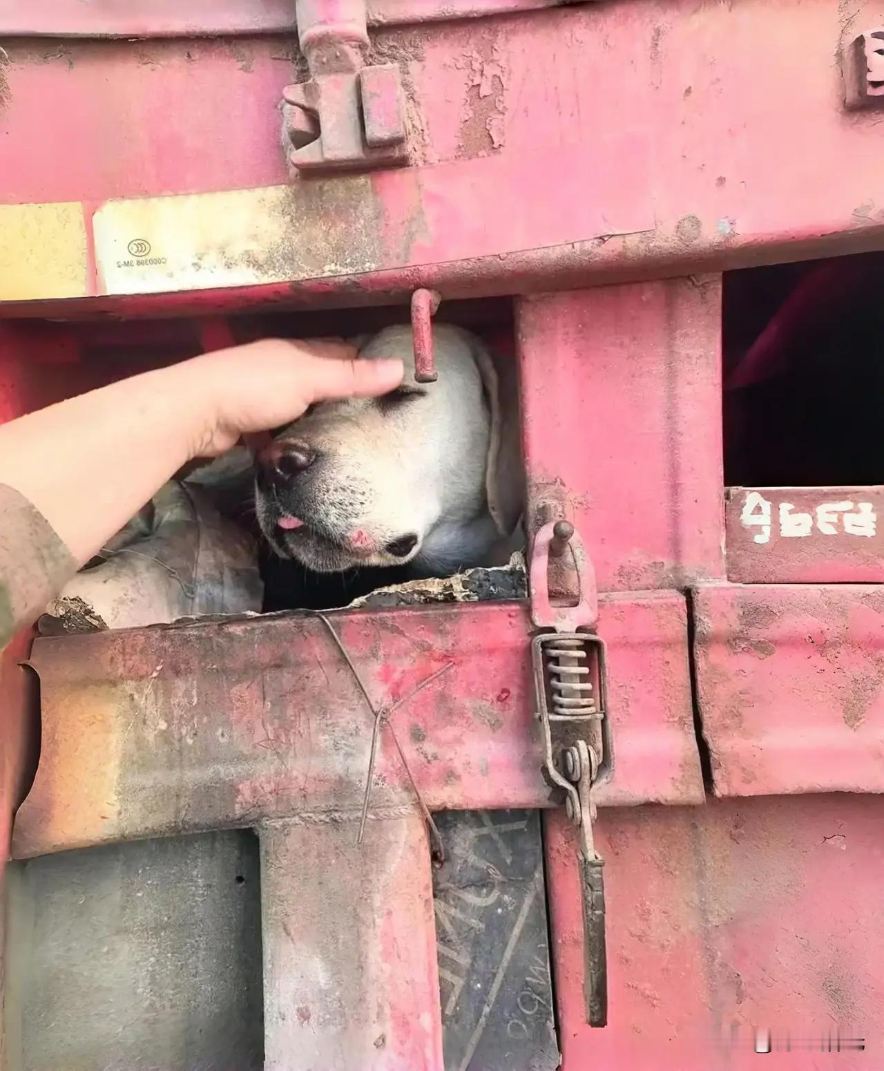 狗狗被关在了货车底部的杂物箱里，可能是受不了车底的汽油味，把头探出来吸点新鲜空气
