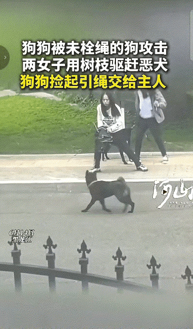 笑不活了！街头偶遇惊险一幕，小狗的操作直接把人看心软。两名女生牵着自家小狗