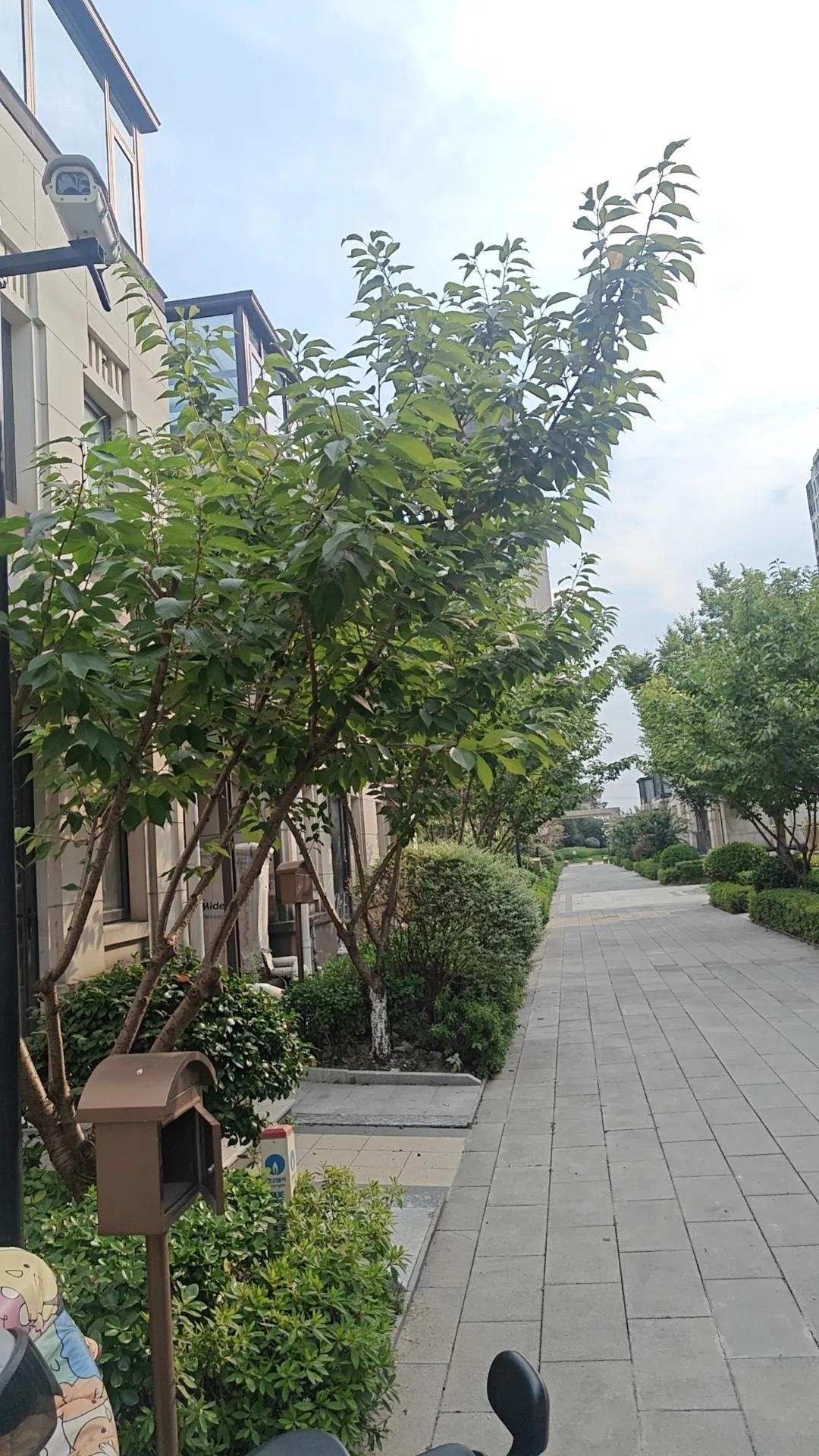小区租户因债务纠纷被本小区租户杀害在小区内，物业有没有责任？去年11月份左右