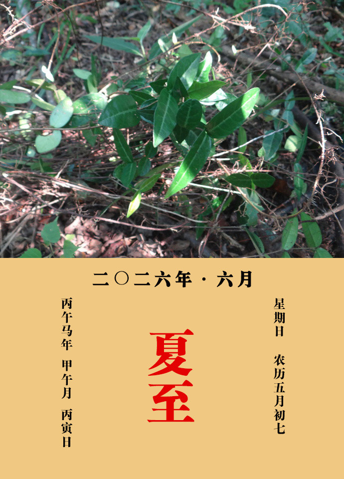 每天一味中草药《名医别录》载：络石藤，主大惊入腹，除邪气，养肾，主腰髋痛，坚筋