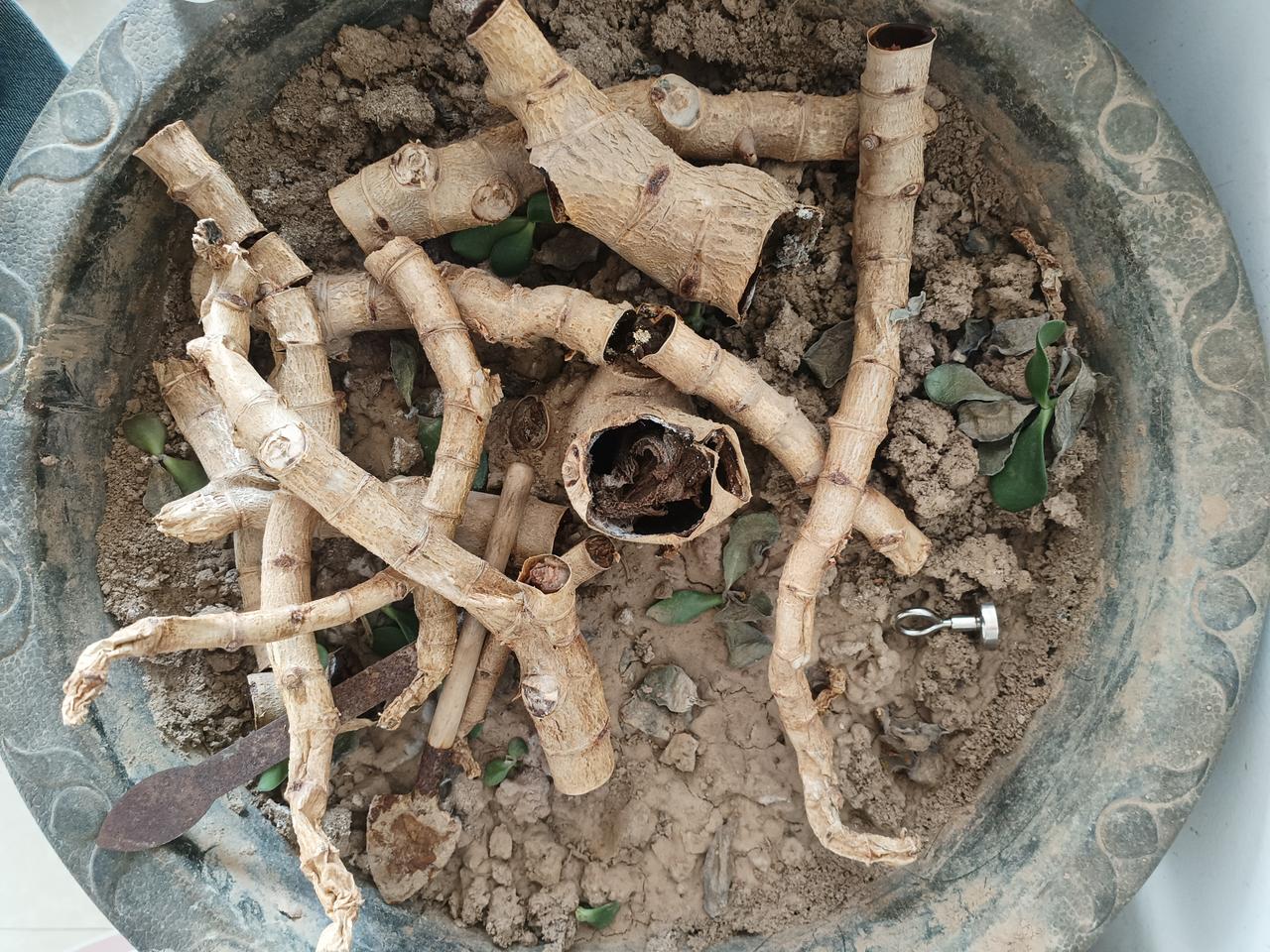 种了十年的豆瓣掌今年突然枯死了，明明夏天的时候还枝繁叶茂。难道是豆瓣掌的年限